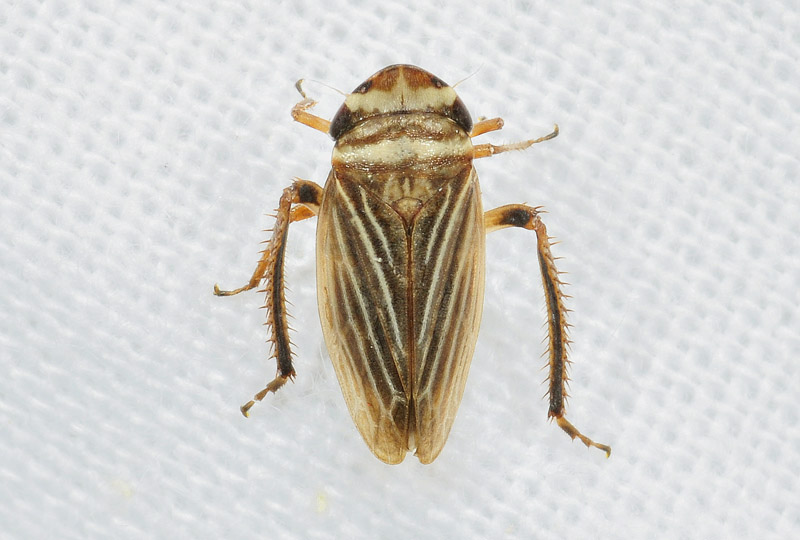 Ahprodes sp